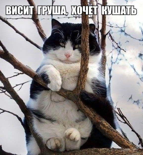 Коты и Кошки