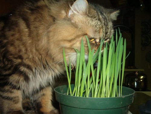 Коты и Кошки