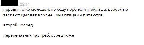 Орел игрушечный