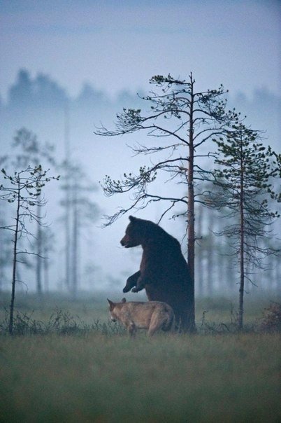 Живность из сети