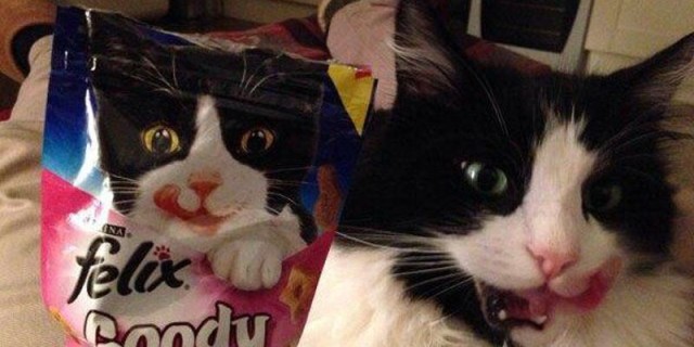 Коты и Кошки