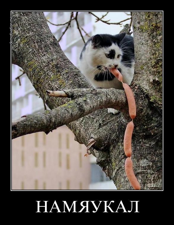 Коты. Отнюдь не ми-ми-ми.