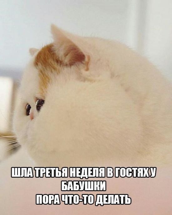 Подборка настоящих котов