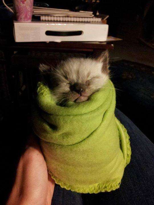Прикольных котов пост