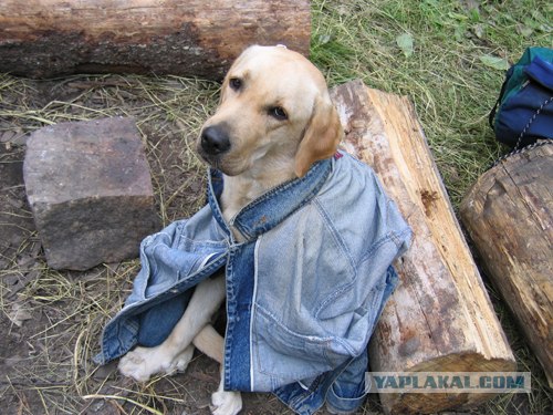 Собакопятница!