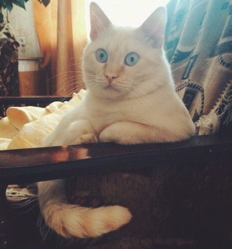 Прикольных котов пост