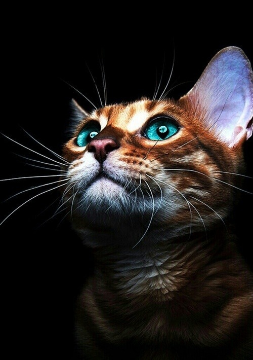 Немного милоты