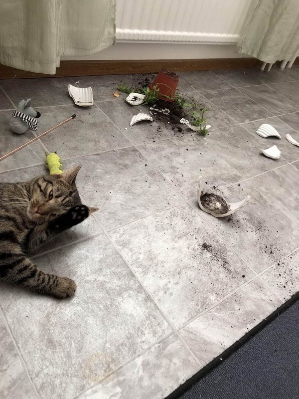 Прикольных котов пост