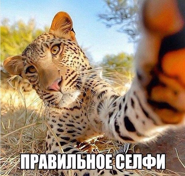 Милые животные. Мимиметр сломался