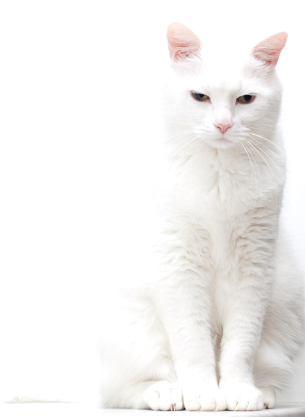 Котовторник - С праздником, котоводы!