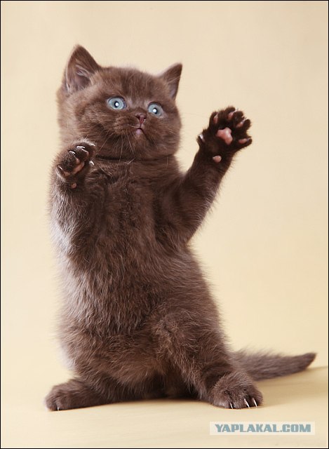 It's Catursday Fever! (Котовторник)