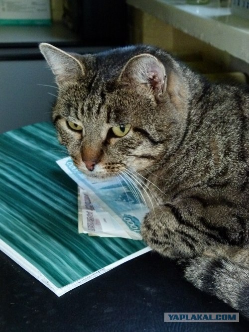Котовторник уже сегодня!
