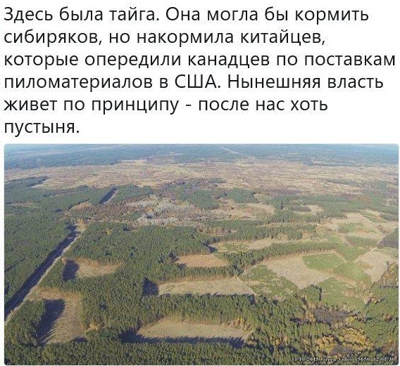Как в Алтайском крае уничтожают лес