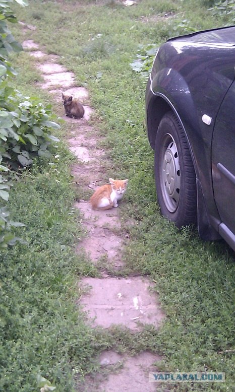 Котовторник 06.09.11