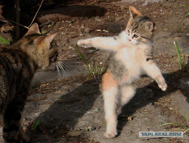 Котовторник! 08.11.11