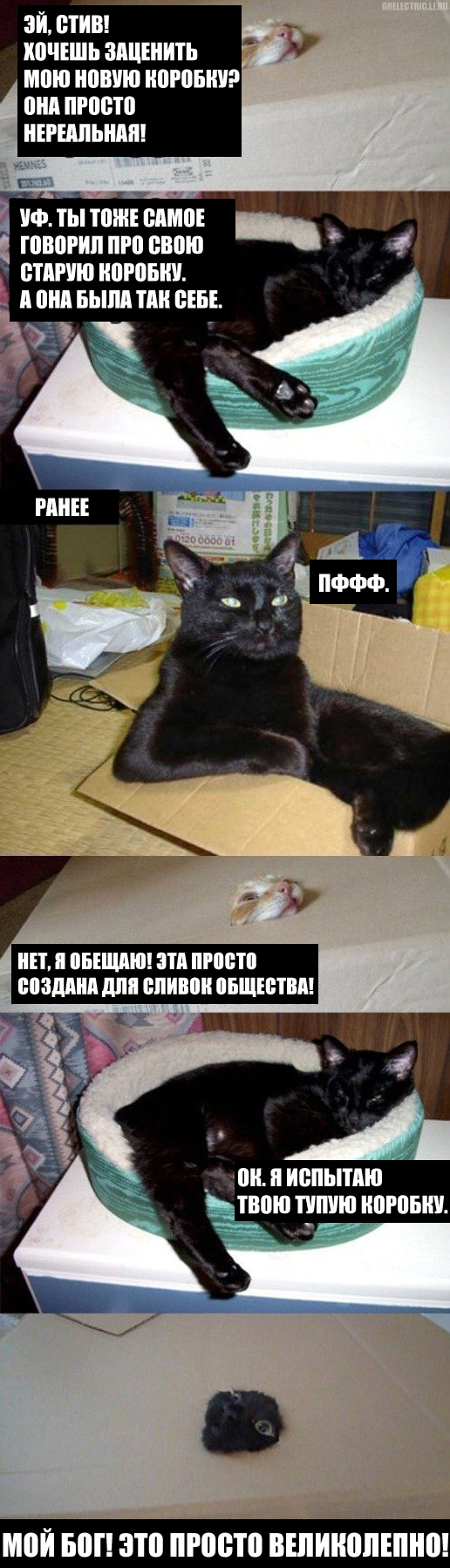 Ну и где ваш котовторник?