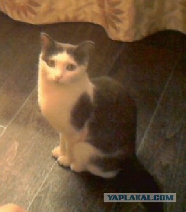 Котовторник! 13.03.2012