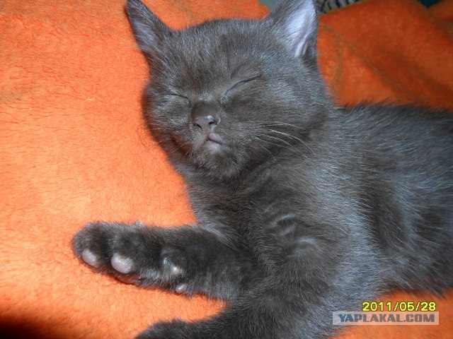 Котовторник 20.03.2012