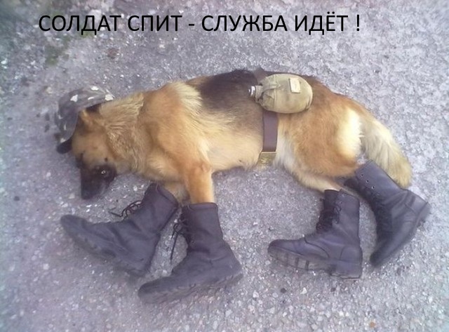 Собаки