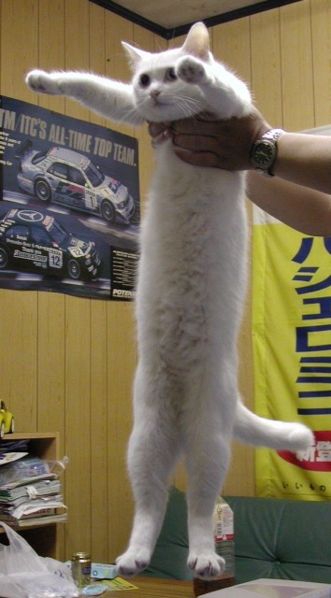 Знакомьтесь, Баривель! И этот кот официально самый длинный в мире.