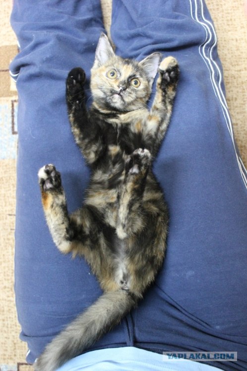 Котовторник 30.10.2012