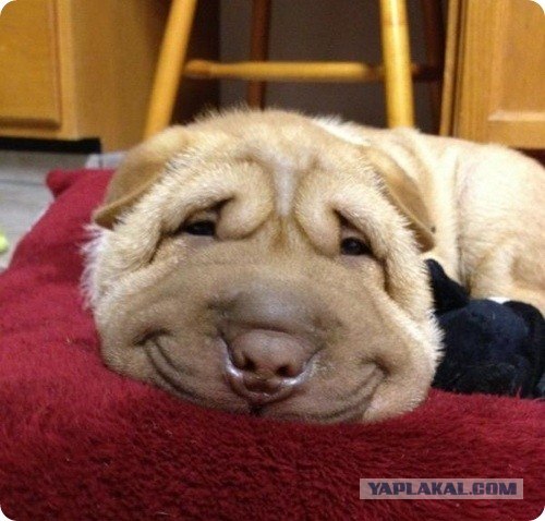 Улыбальник