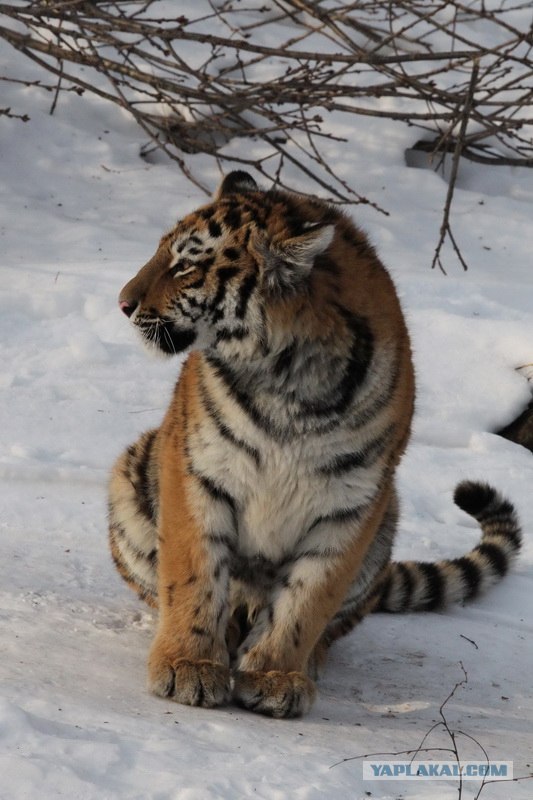 Молодые тигрицы Приморского сафари-парка