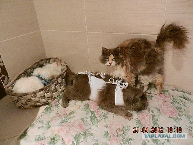 Из России в Германию