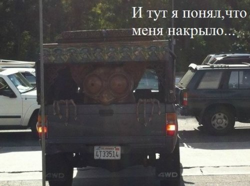 Применим физику в постели или белка и стрелка. Картинки