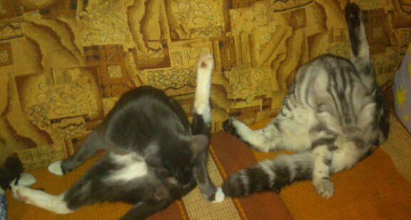 Котопост