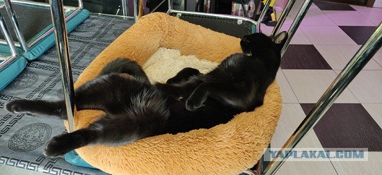 Коты, которые спят где попало и как попало