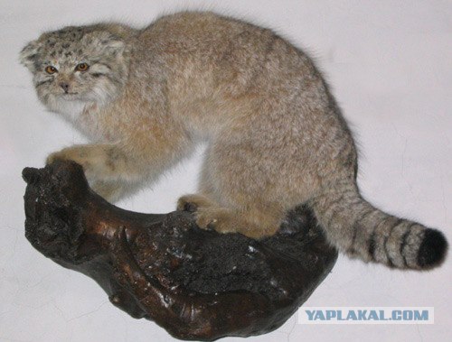 Эпичный кот