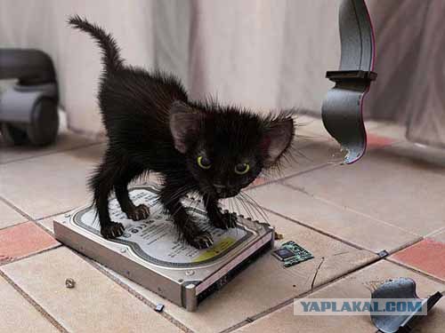 Храбрый Котенок