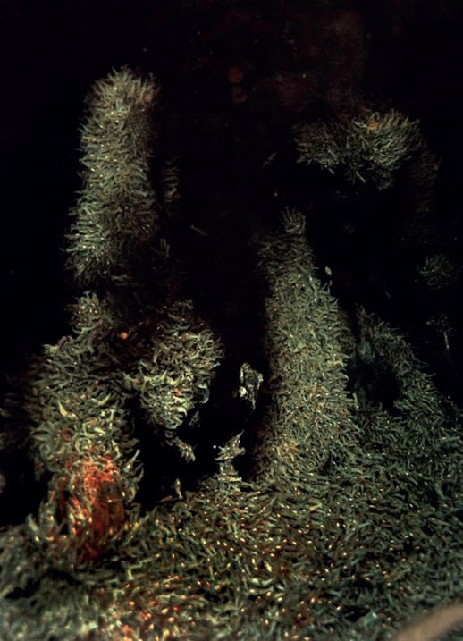 «Черные курильщики»: фауна таинственных обитателей многокилометровых глубин