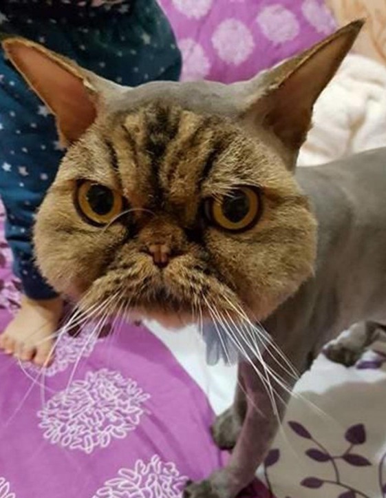 Начинающий грумер