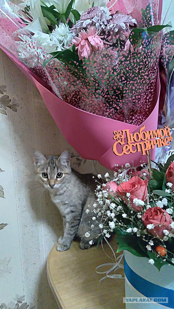 Мой уже нагулялся