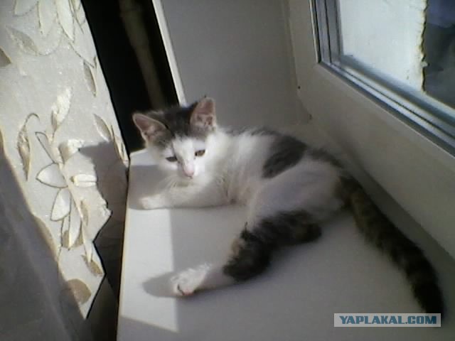 Котовторник 16.04.2013
