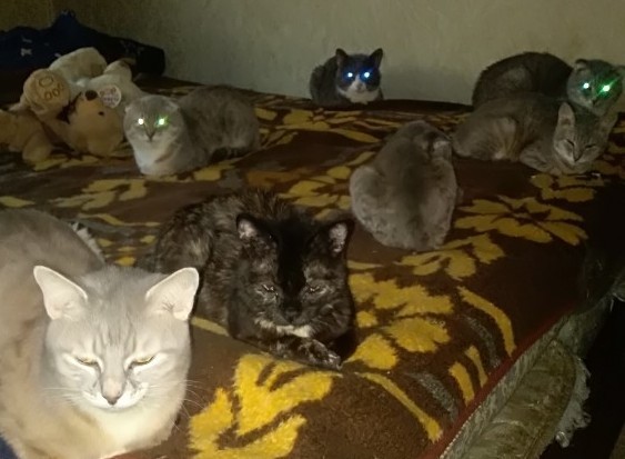 Котособаковторник