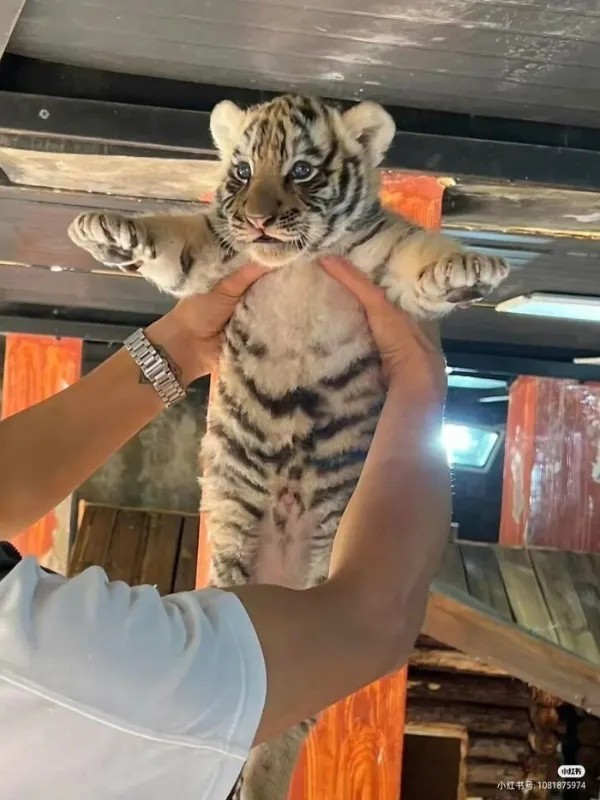 Забавные и интересные фото из Сети 23.04.26