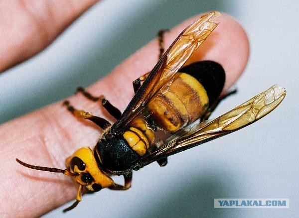 Шершень (Vespa crabro)