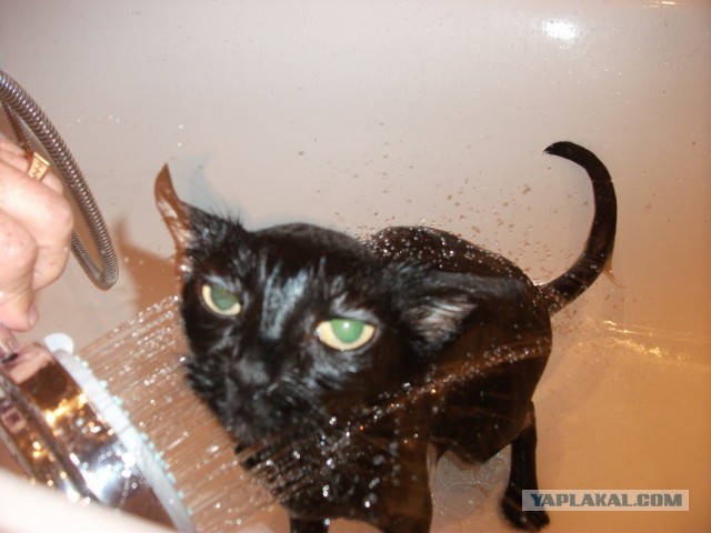 Сегодня мыли котов :3