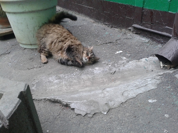 Котовторник 01.04.2014