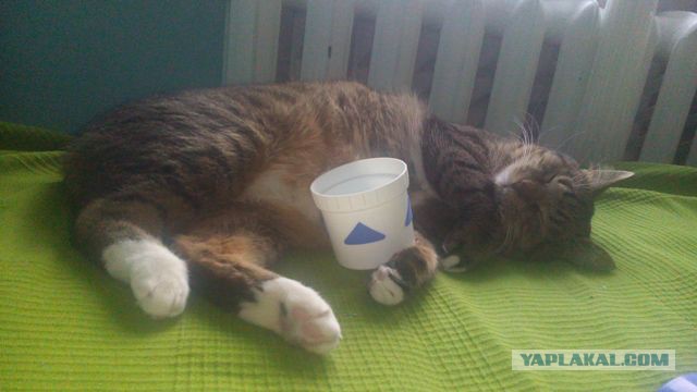 Котовторник 25.11.2014