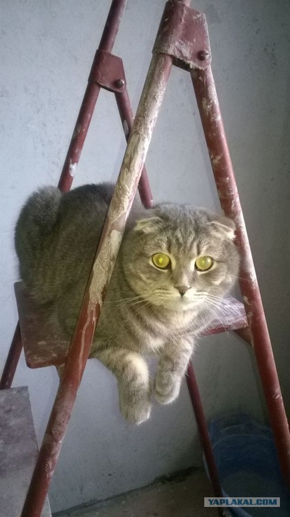 Котовторник 27.01.2015