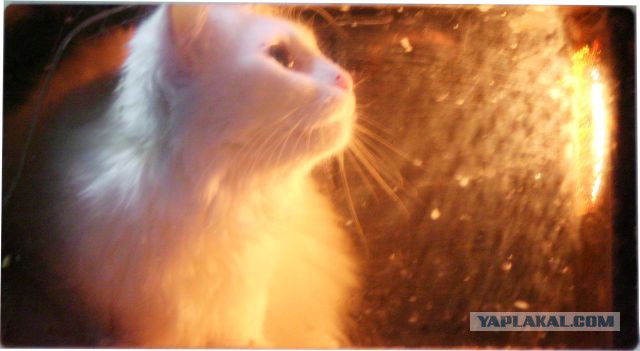 Парня уволили с работы за то, что он приклеил фото