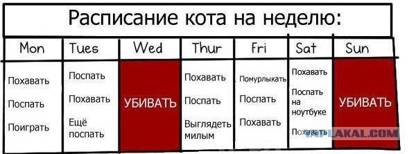 Жадный котенок и свеженькая мышь