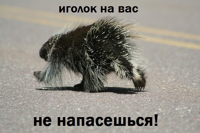 Поиграли с дикобразом.