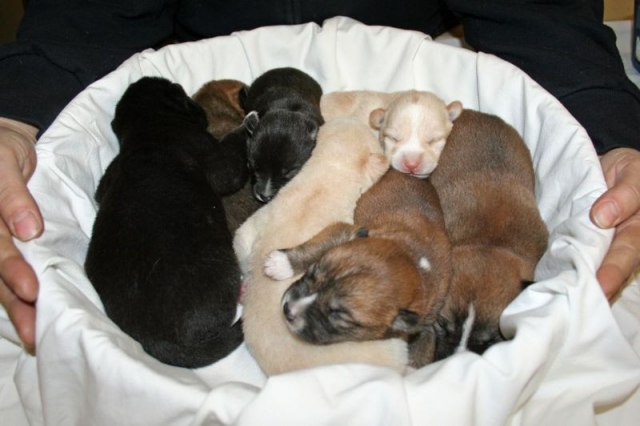 Спят усталые ...