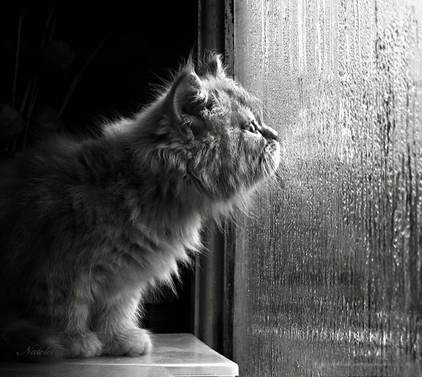 Котовторник 11.08.2015