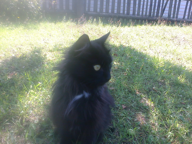 Котовторник 06.10.2015